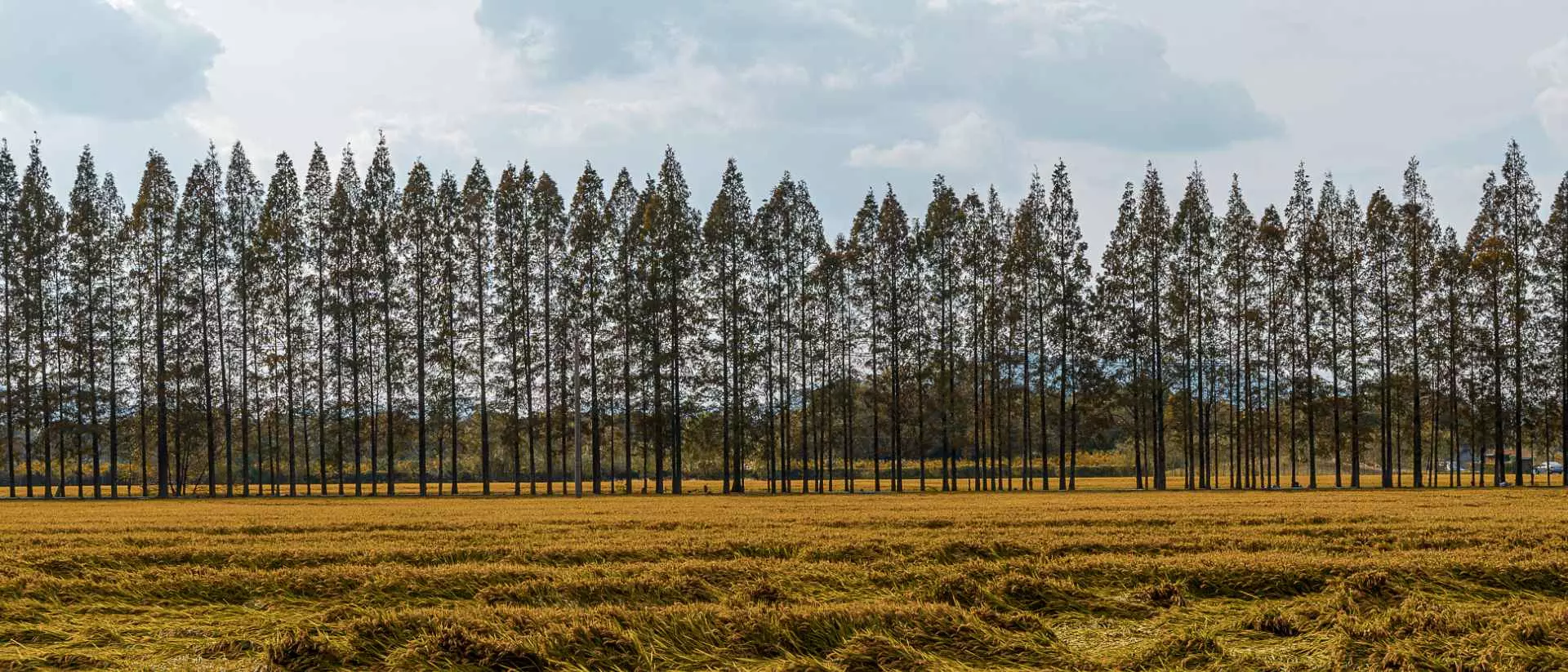 garrya nature landscape