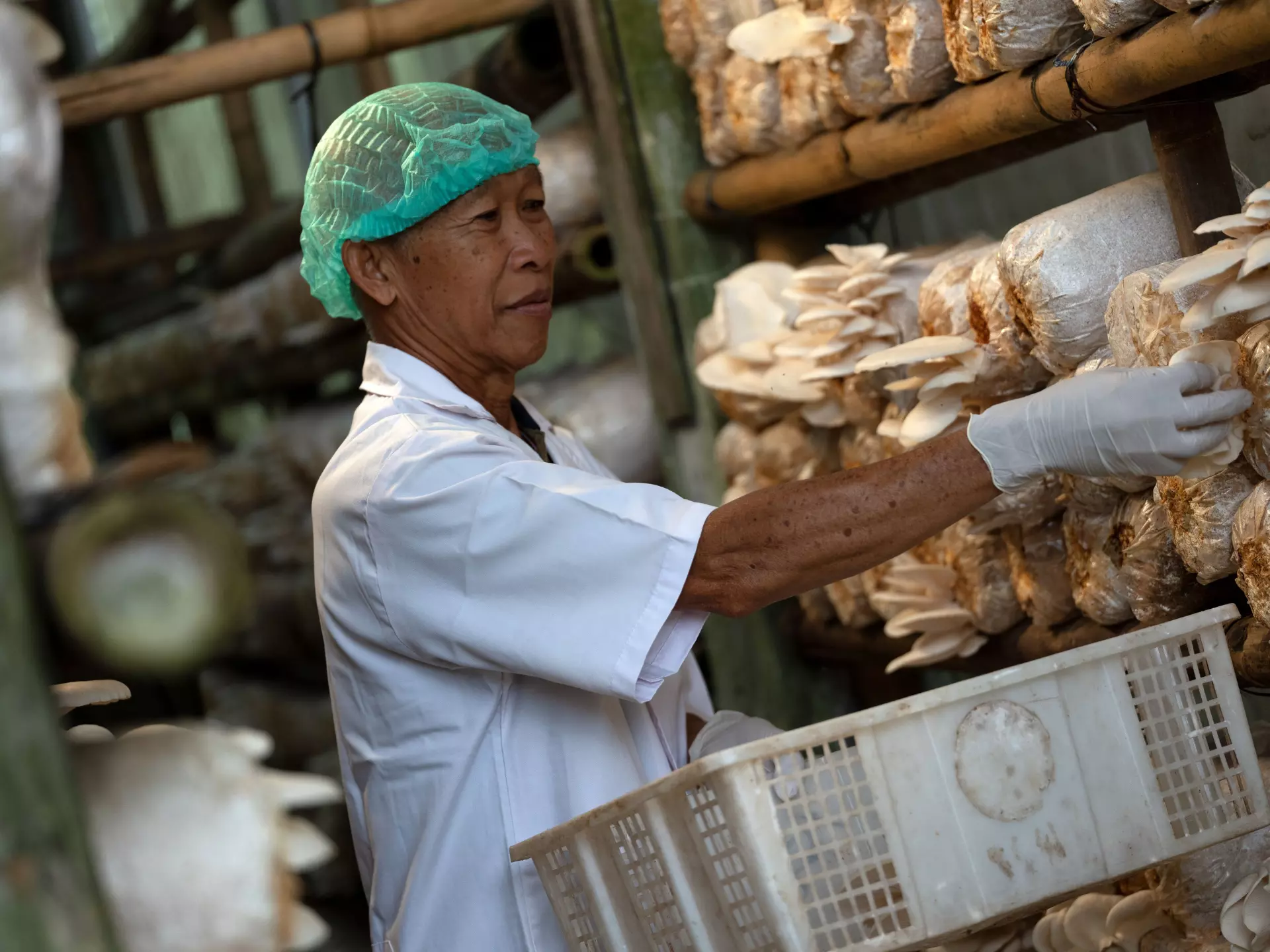 Mushroom Cultivation