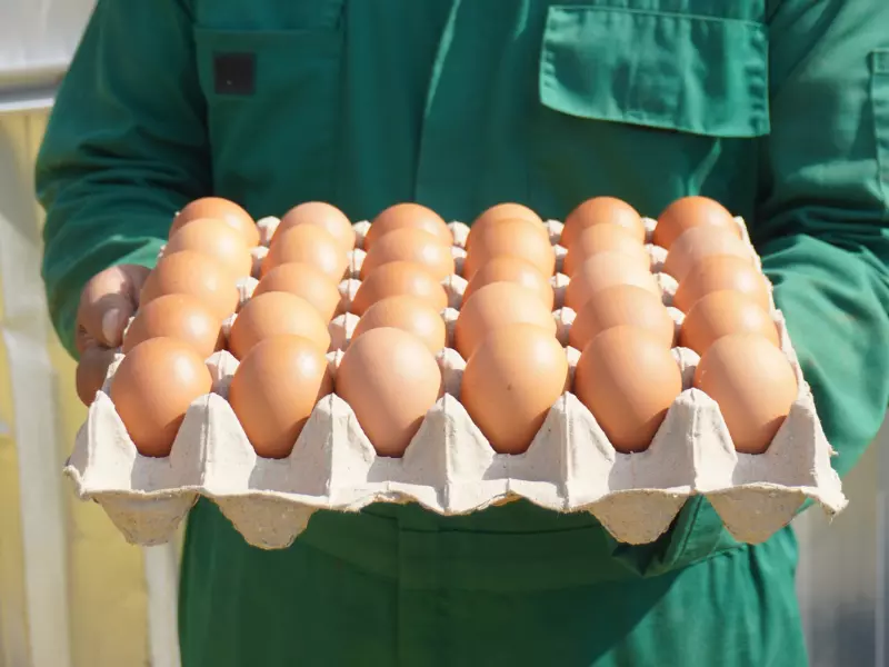 Cage-free Eggs