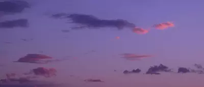 Garrya background