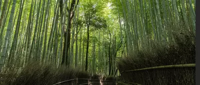 bamboo path