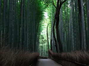bamboo forest