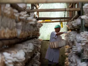 Mushroom Cultivation